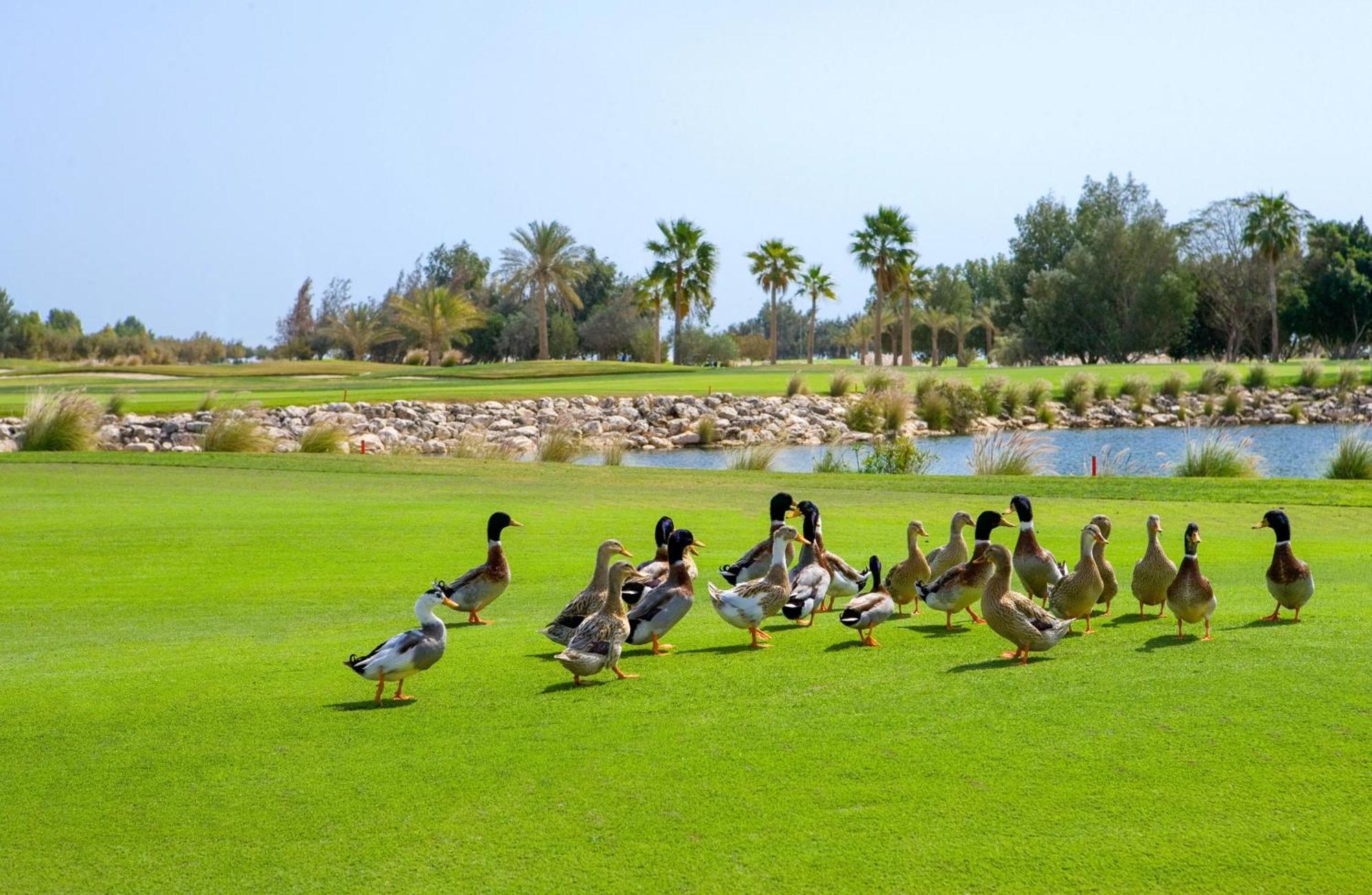 Velero Hotel Doha Lusail Екстер'єр фото Ducks at the golf course